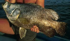 Image result for Lobotes surinamensis