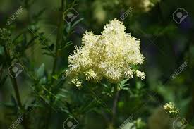 Attēlu rezultāti vaicājumam “Thalictrum lucidum flower”