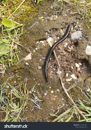 Attēlu rezultāti vaicājumam “Haemopis sanguisuga”