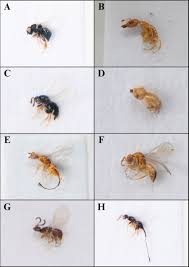 Attēlu rezultāti vaicājumam “Stemonitopsis hyperopta var. landewaldii stalked”