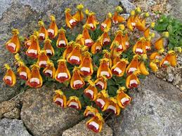 Image result for Calceolaria