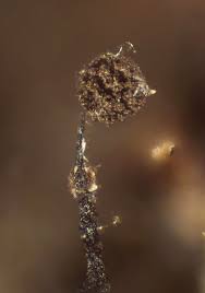 Attēlu rezultāti vaicājumam “Clastoderma debaryanum macro”