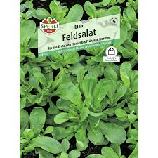 Image result for Feldsalat