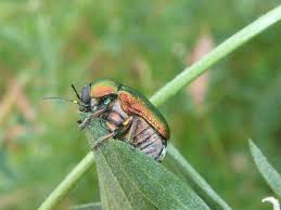 Attēlu rezultāti vaicājumam “Cryptocephalus aureolus, Cryptocephalus sericeus”