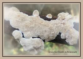 Attēlu rezultāti vaicājumam “Arcyria affinis young”