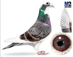 Image result for Meridian Racing Pigeon Lofts