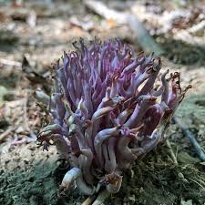 Attēlu rezultāti vaicājumam “Clavulina amethystina”