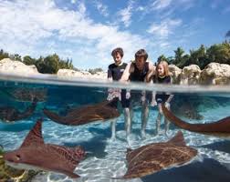 Image result for Discover Swimming