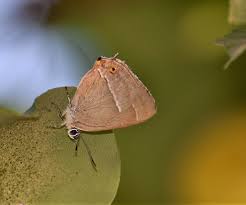 Attēlu rezultāti vaicājumam “Favonius quercus”