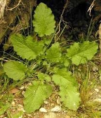 Attēlu rezultāti vaicājumam “Lapsana communis leaf”