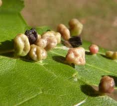 Attēlu rezultāti vaicājumam “Vasates quadripedes”