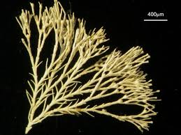 Attēlu rezultāti vaicājumam “Collaria rubens”