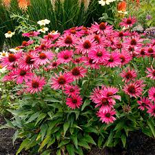 Image result for Echinacea Lustre hybrids
