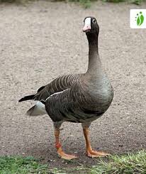 Attēlu rezultāti vaicājumam “Anser anser adult”