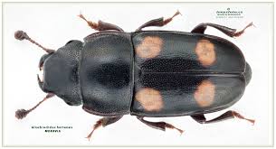 Attēlu rezultāti vaicājumam “Glischrochilus quadripunctatus”