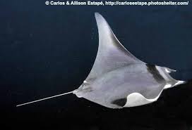Image result for Mobula hypostoma