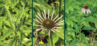 Attēlu rezultāti vaicājumam “Echinacea purpurea leaf”