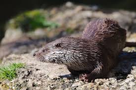 Attēlu rezultāti vaicājumam “Lutra lutra”