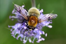 Attēlu rezultāti vaicājumam “Arctophila superbiens”