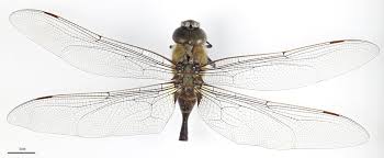 Attēlu rezultāti vaicājumam “Aeshnidae”