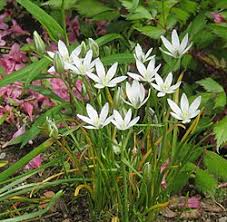 Attēlu rezultāti vaicājumam “Ornithogalum umbellatum flower”