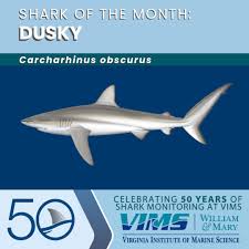Image result for Carcharhinus obscurus