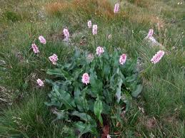 Attēlu rezultāti vaicājumam “Bistorta major fruit”