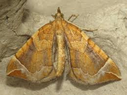 Attēlu rezultāti vaicājumam “Eulithis mellinata”