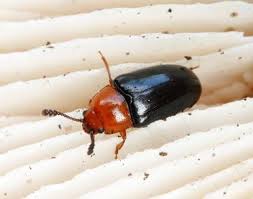 Attēlu rezultāti vaicājumam “Triplax russica”