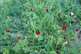 Image result for Lotus tetragonolobus