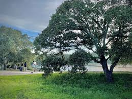 Attēlu rezultāti vaicājumam “Quercus”