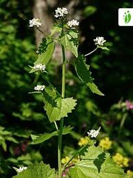 Image result for Alliaria petiolata