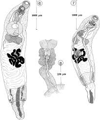 Attēlu rezultāti vaicājumam “Enteridium liceoides sessile”