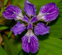 Image result for Iris