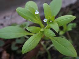 Attēlu rezultāti vaicājumam “Myosotis sparsiflora”