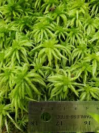 Attēlu rezultāti vaicājumam “Sphagnum riparium”