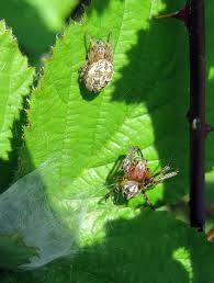 Attēlu rezultāti vaicājumam “Larinioides cornutus female”