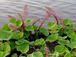 Attēlu rezultāti vaicājumam “Petasites hybridus leaf”