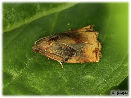 Attēlu rezultāti vaicājumam “Archips podana male”