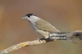 Attēlu rezultāti vaicājumam “Sylvia curruca”