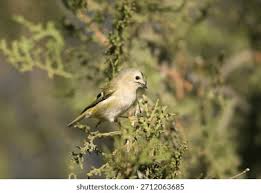 Attēlu rezultāti vaicājumam “Regulus regulus adult”