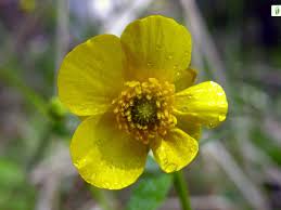 Attēlu rezultāti vaicājumam “Ranunculus cassubicus”