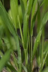 Attēlu rezultāti vaicājumam “Brachypodium sylvaticum leaf”