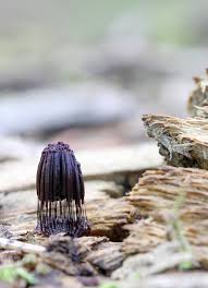 Attēlu rezultāti vaicājumam “Stemonitis axifera stalked”