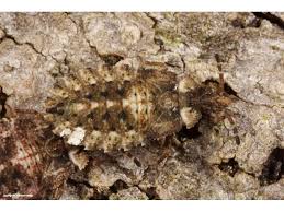 Attēlu rezultāti vaicājumam “Aradus betulae”