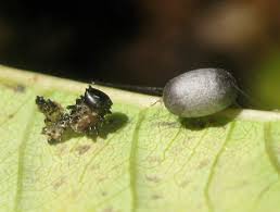 Attēlu rezultāti vaicājumam “Ichneumonidae cocoon”