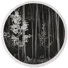 Image result for Ansel Adams Aspens New Mexico