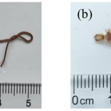 Attēlu rezultāti vaicājumam “Gordius aquaticus”