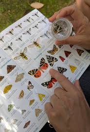 Attēlu rezultāti vaicājumam “Colostygia pectinataria male”