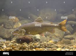 Image result for Salvelinus namaycush